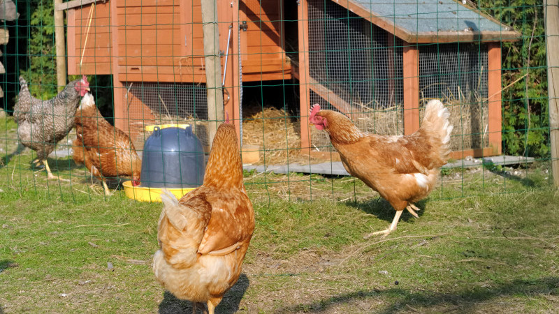 Urla’da 35 Milyon TL bedelle icraya düşen tavuk kümesi satışa çıkıyor